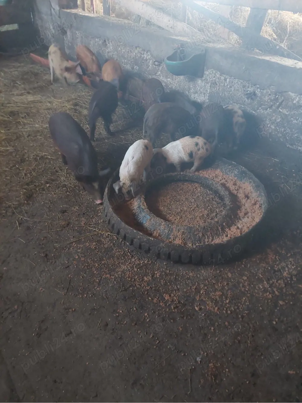 vand 3 purcei si 10 godini 