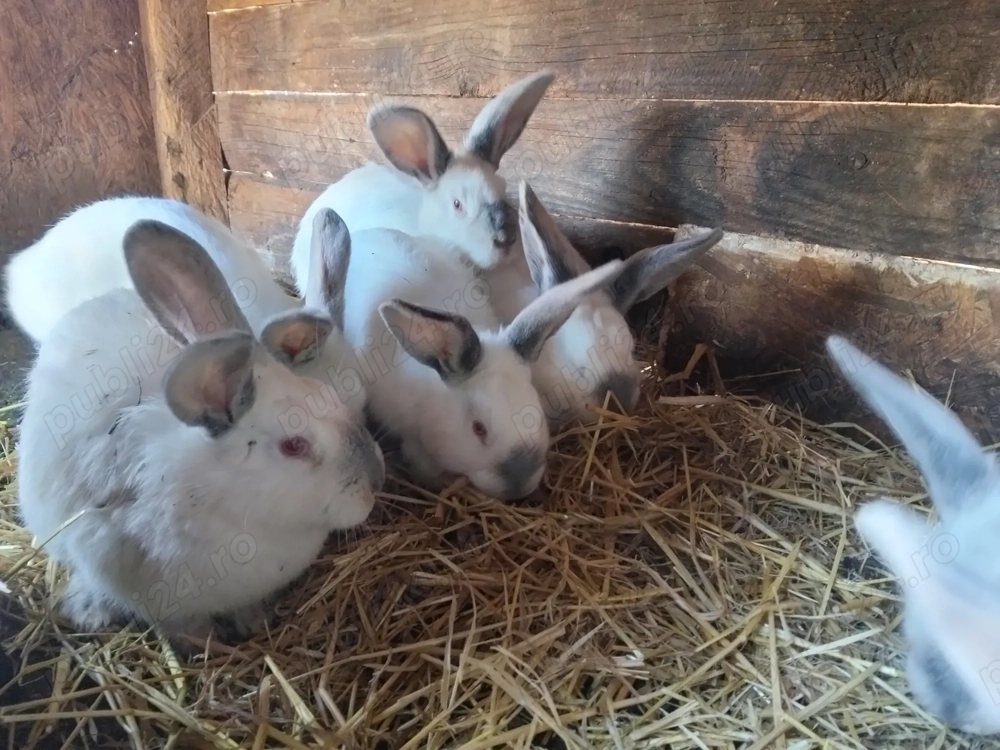 Iepurași disponibilii