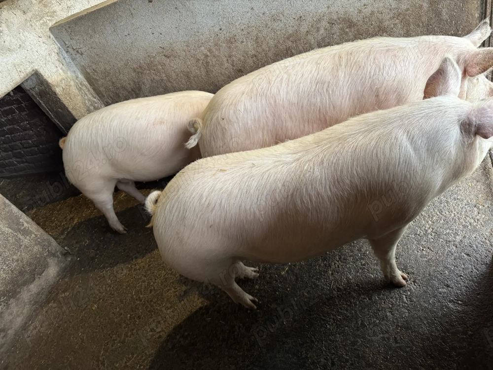 Porci grași de vânzare 