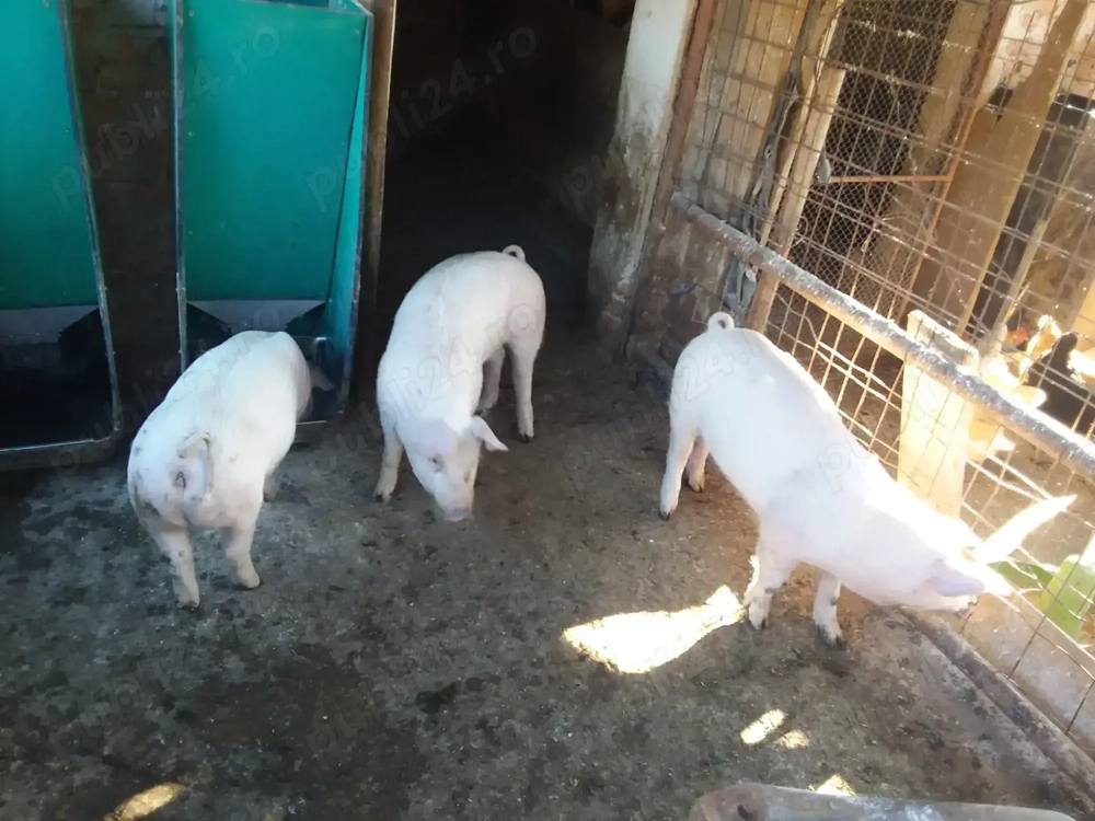 Vand purcele landrace