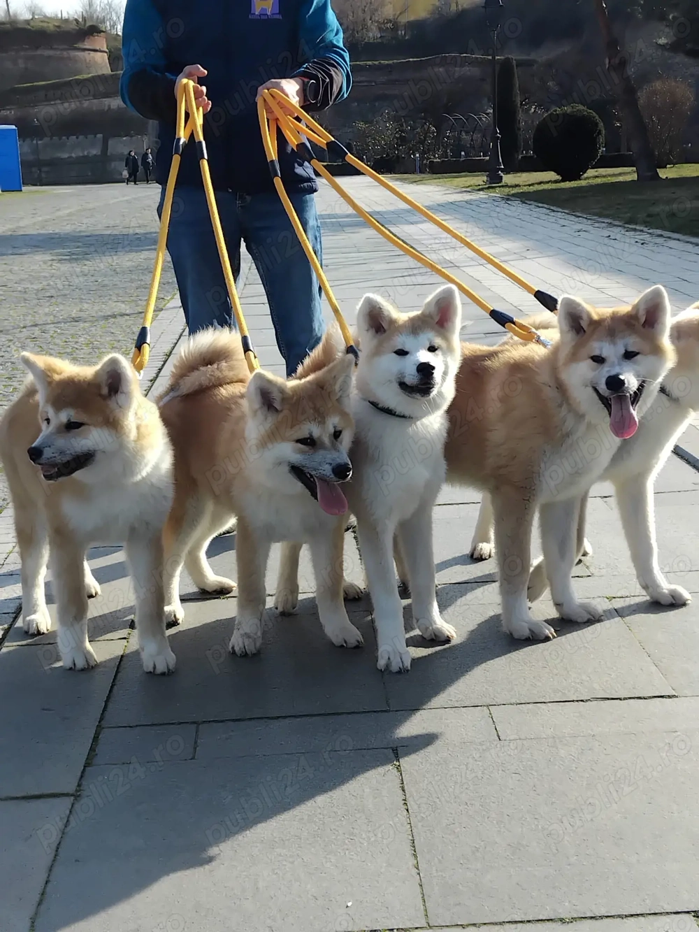 Akita Inu cu Pedigree tip A 