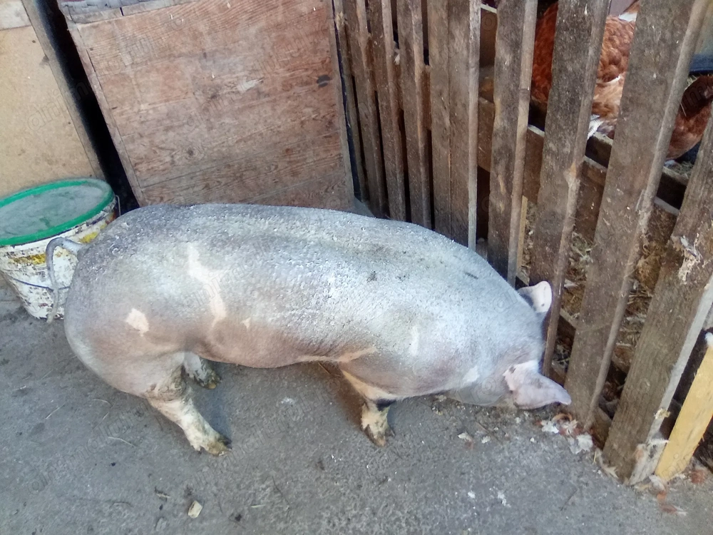 Vând vier pietrean.Intre 70-80kg.Pret 2000 lei