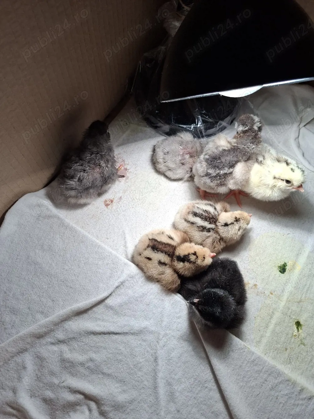 de vanzare pui de o zi