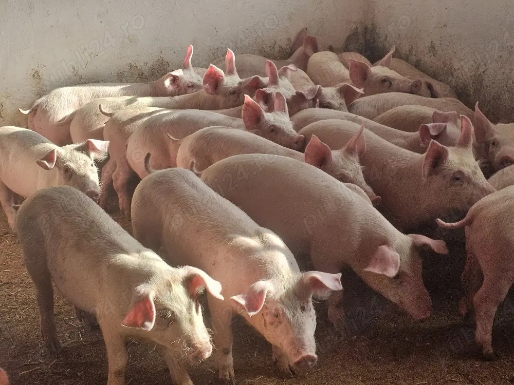 vând 30 soldani rasa de calitate de carne pic mascul castrați 25-30 kg 