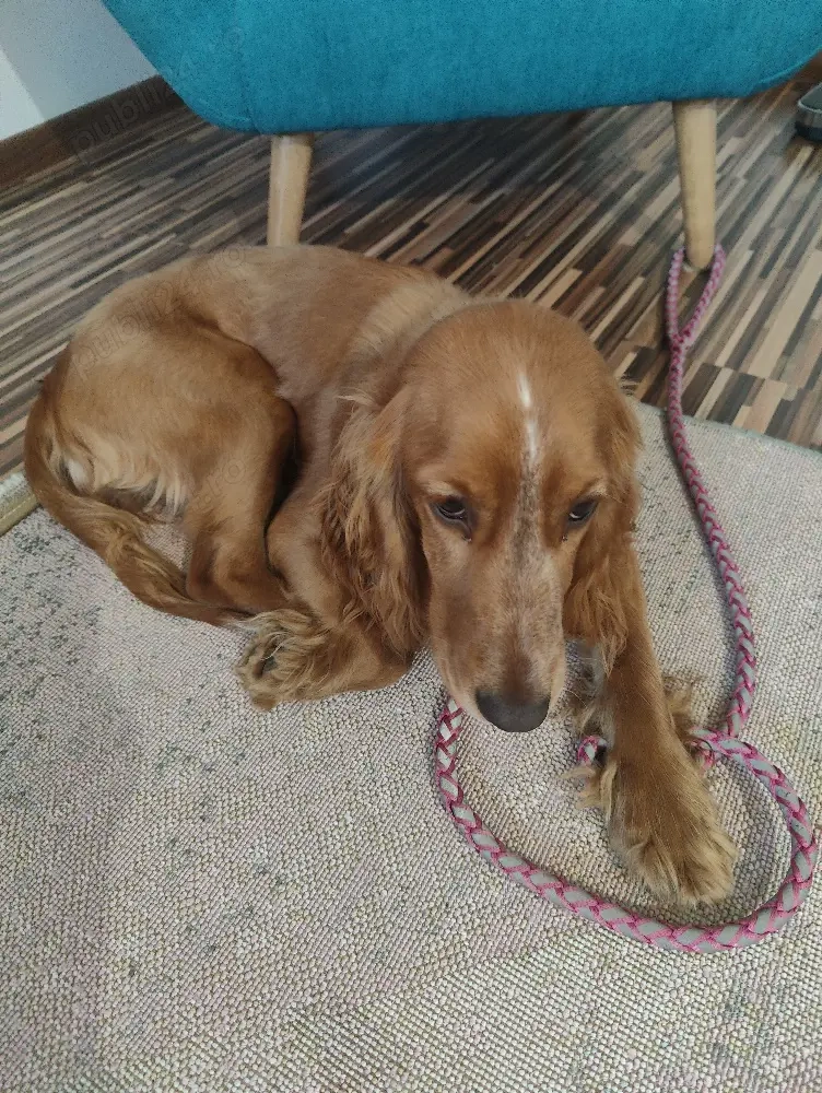 cocher spaniol talie mică 