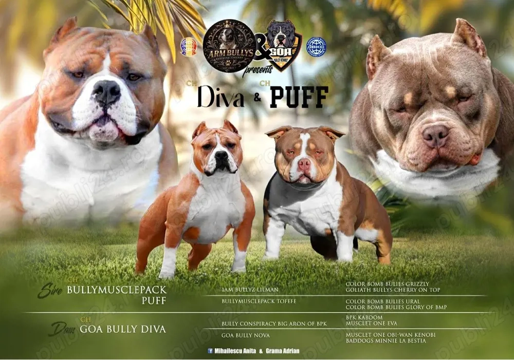 Femela american bully pocket