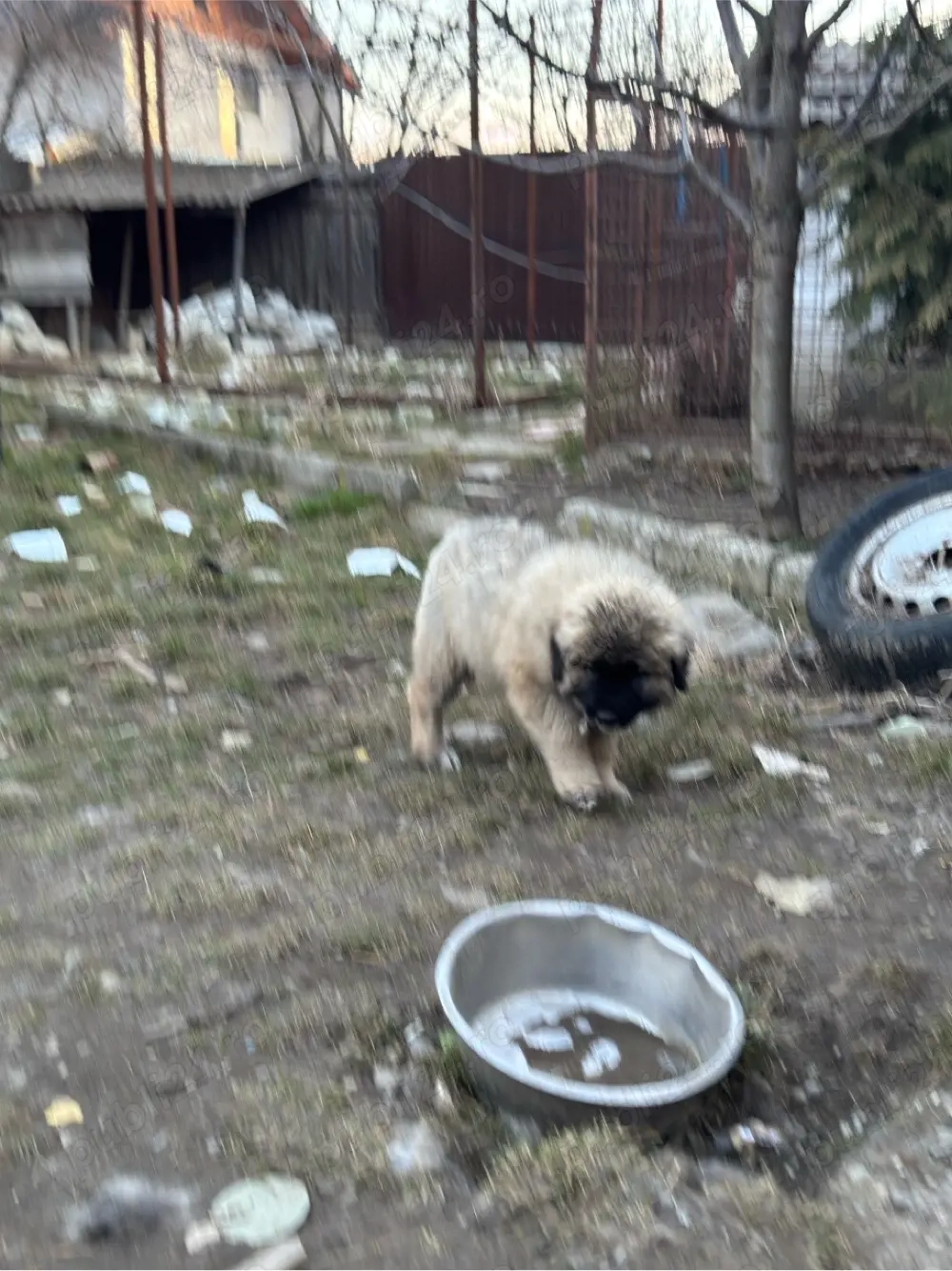 Catel ciobanesc caucazian