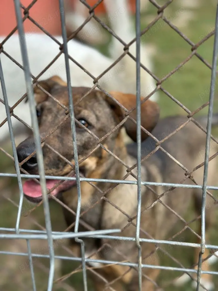 Căutăm Colegă Adăpost Câini Love for Animals Prejmer