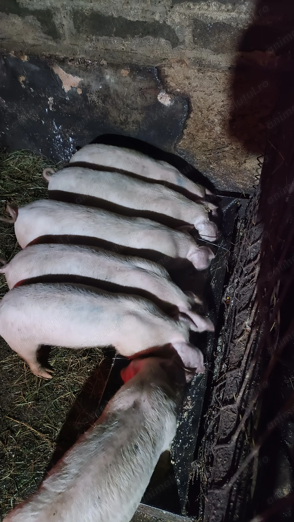 Purcei landrace monta Biagen Bistrița  înțărcați 