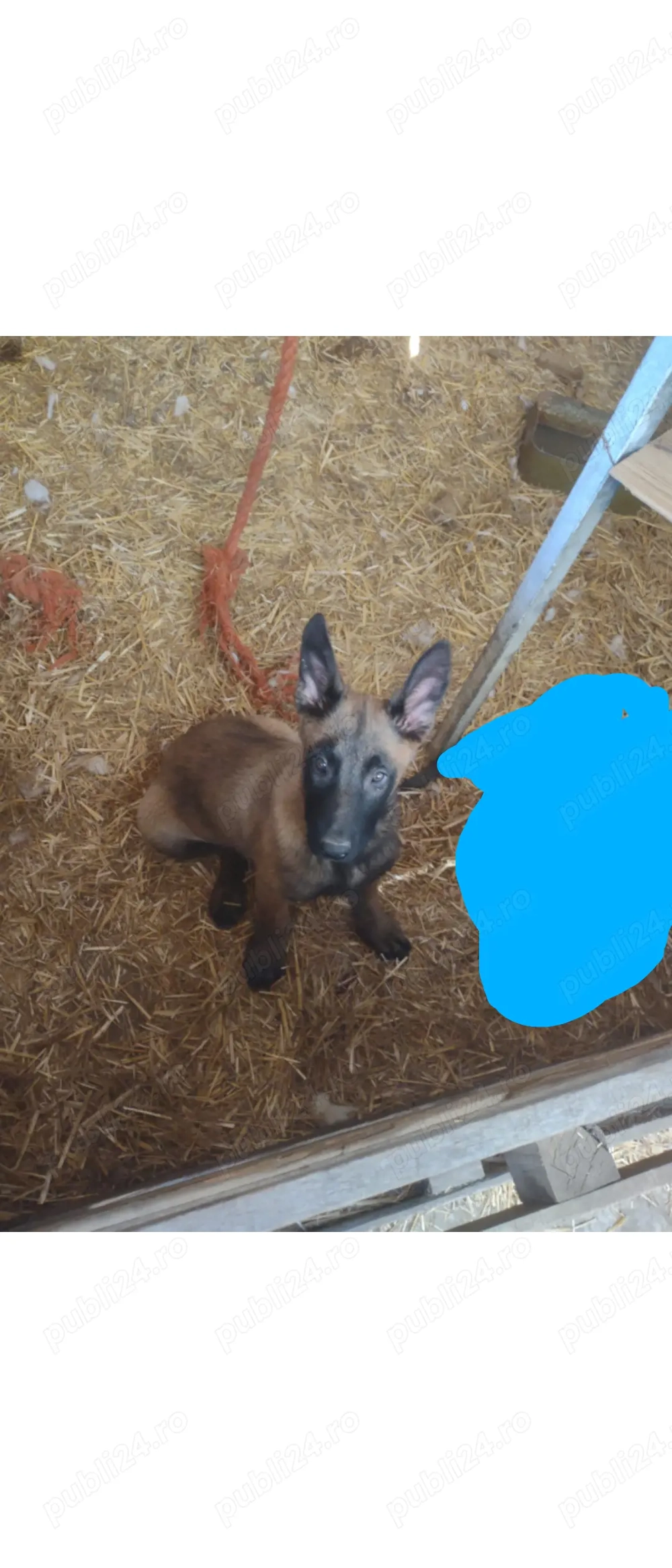 Pază și protecție 