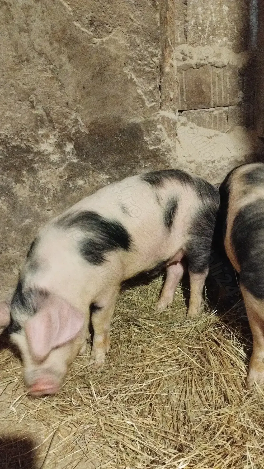 Vând doi mascrii castrați la 40 kg 