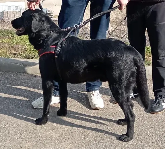 Donez labrador negru mascul