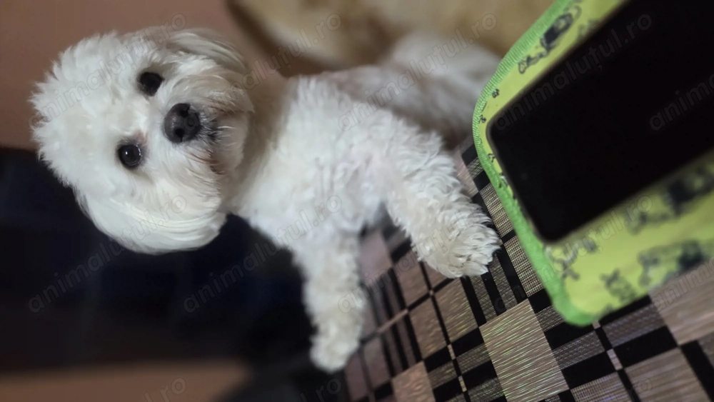 Băiețel frumos își caută iubită pe măsură. 