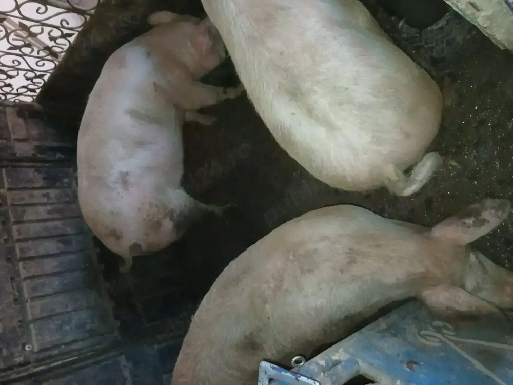 Vând 2 porci mascri 