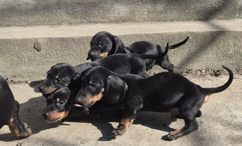 Disponibili 4 baietei rasa Teckel soricar 