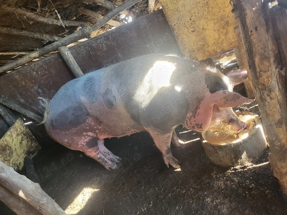 De vanzare scroafa de 300kg