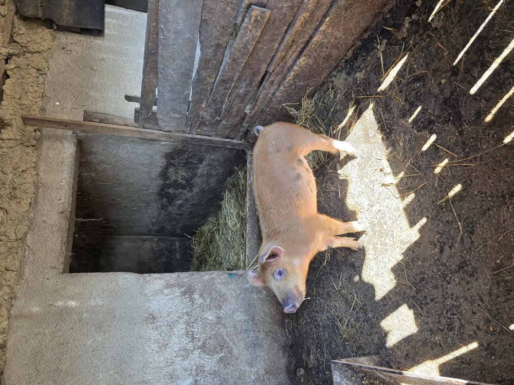 De vanzare purcelusa  de carne!