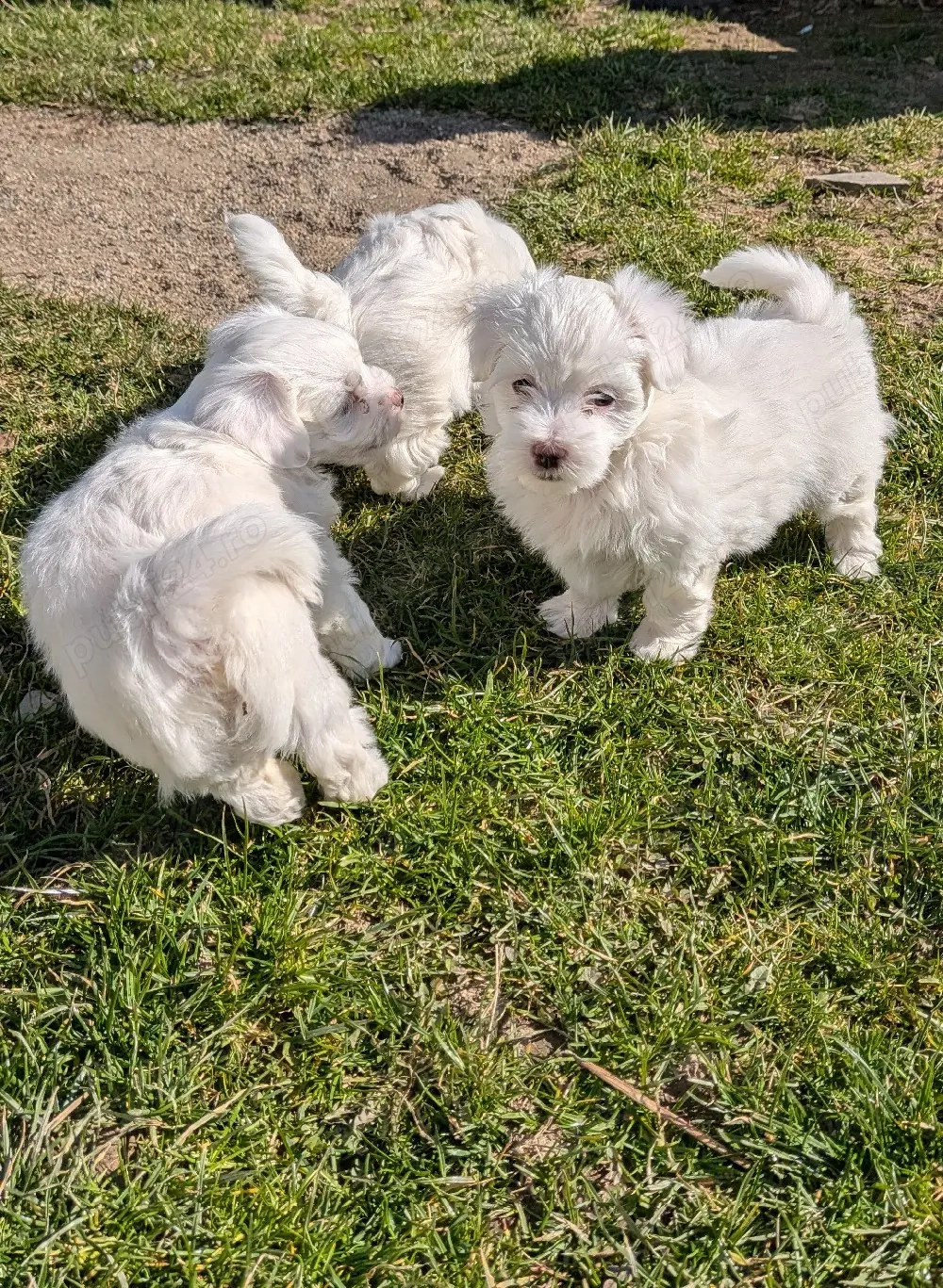 vand bichon maltez