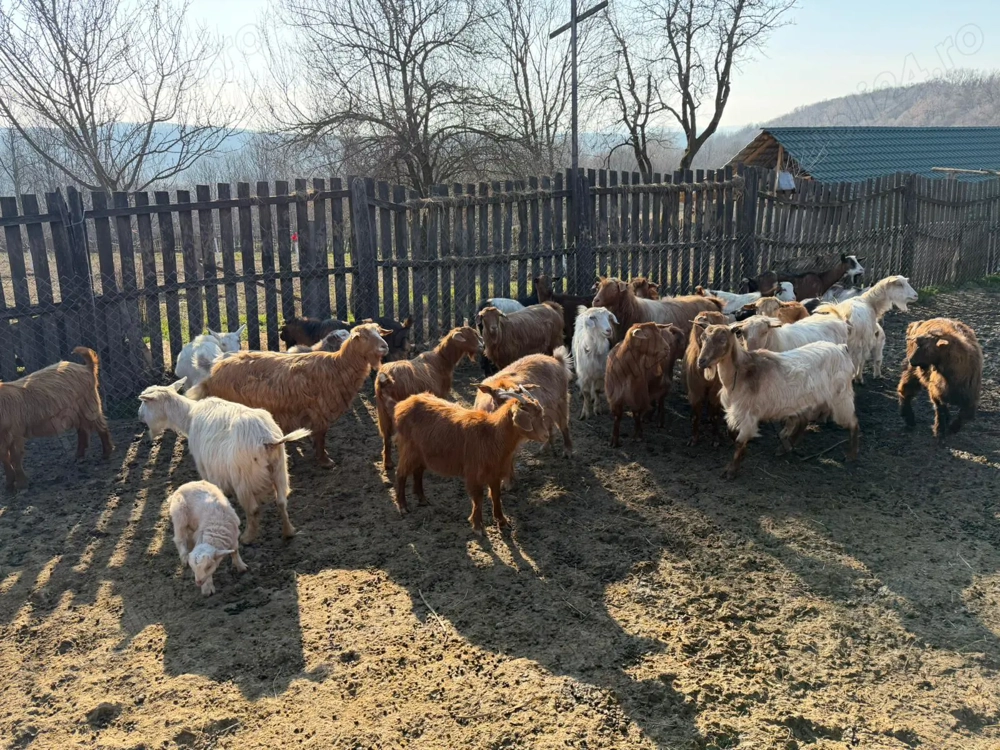 Vând 40 CAPRE fără coarne cu iezi - bune de carne şi de lapte