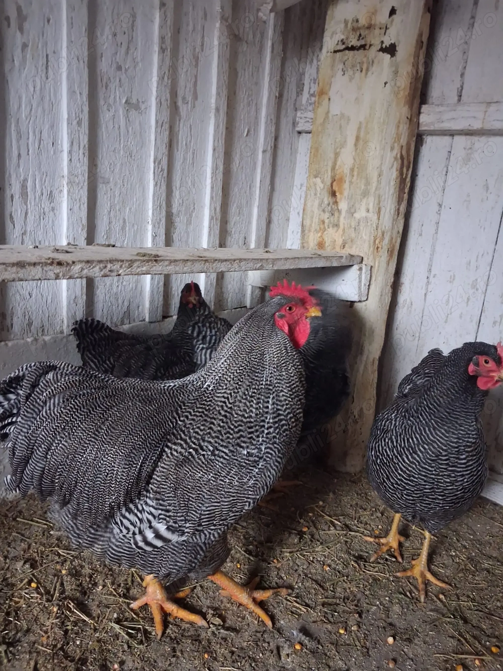 Oua disponibile plymouth rock barat