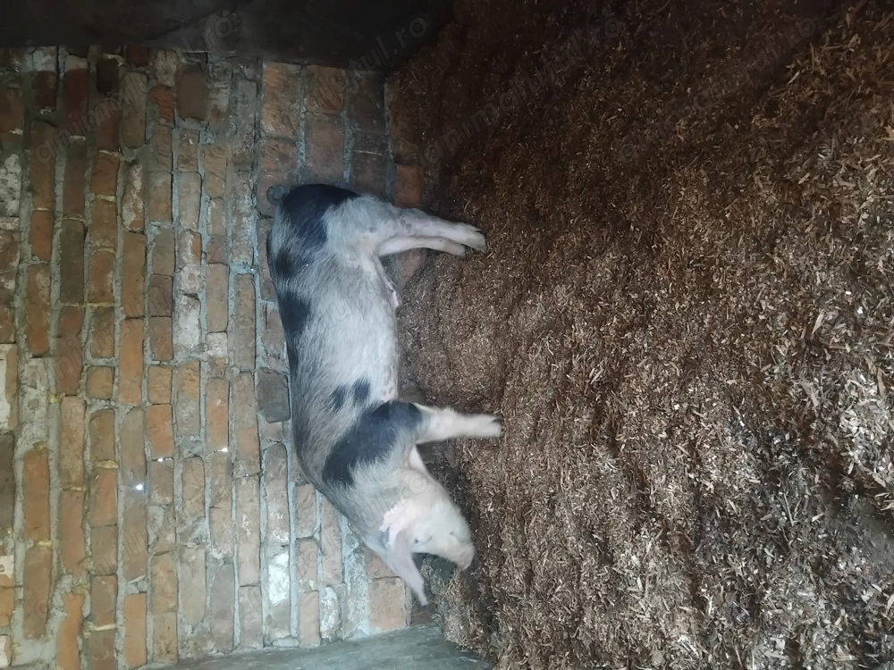 Vând un mascor ne castrat