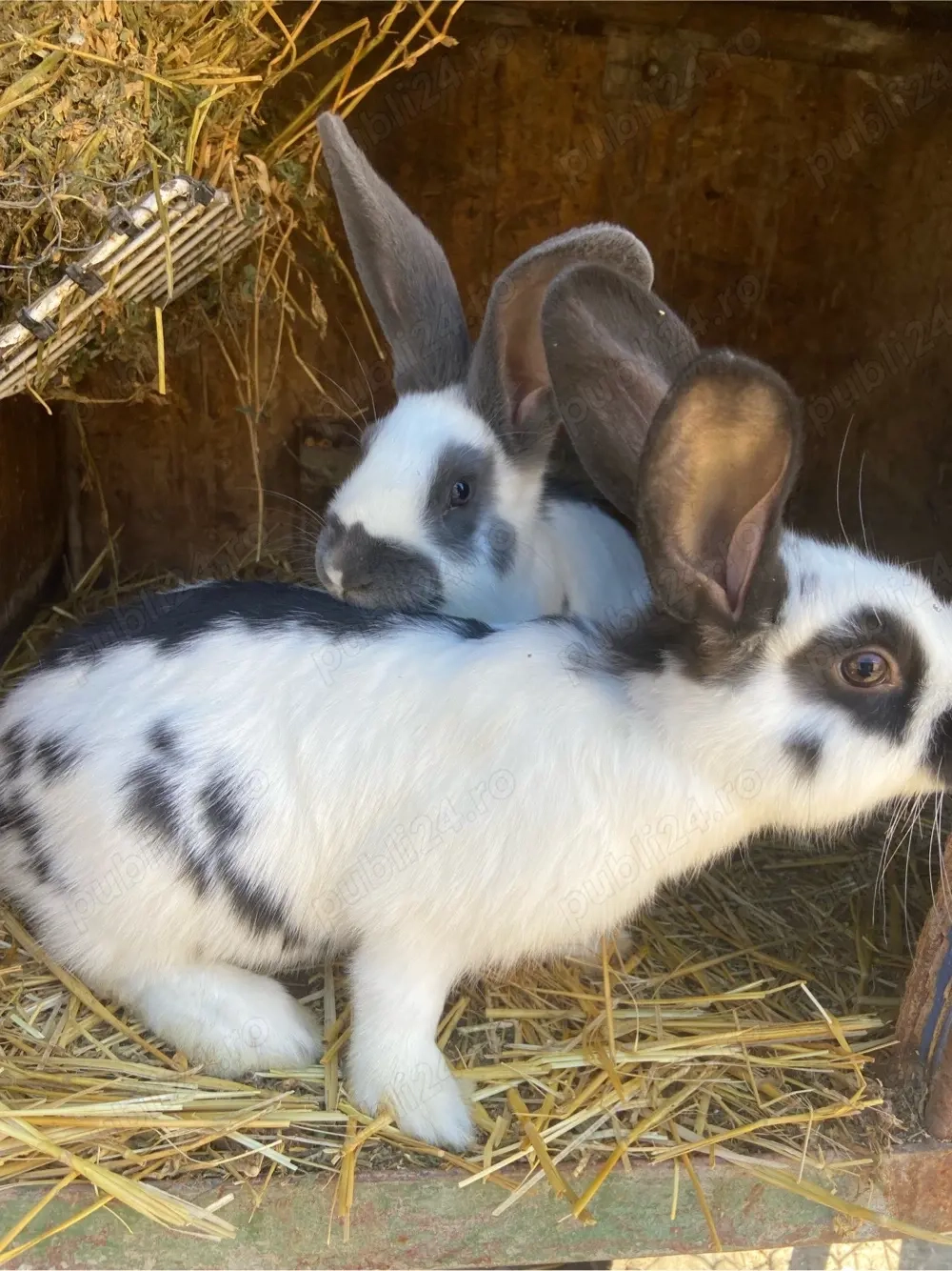 iepuri pestrit german