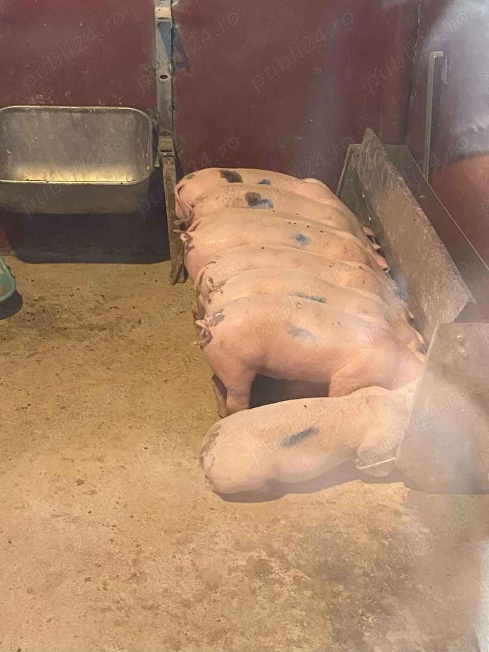 Purcei de mare calitate disponibili 