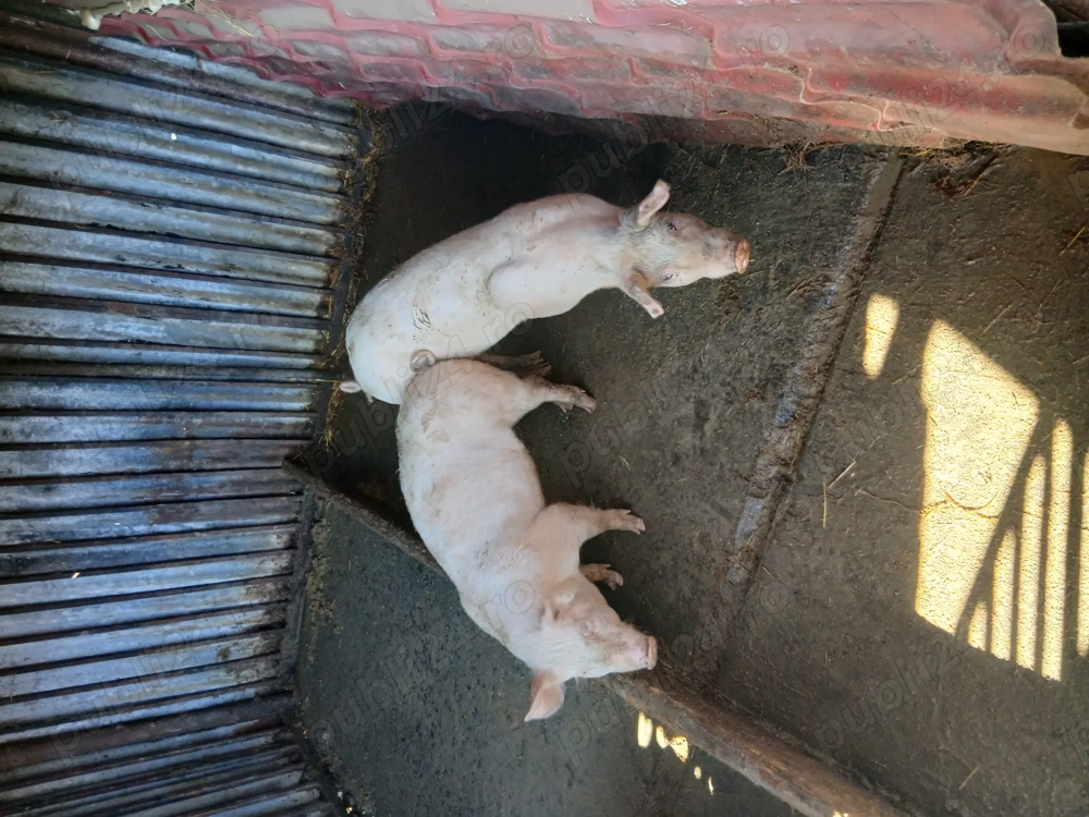 Vând purcei 35=40 kg 