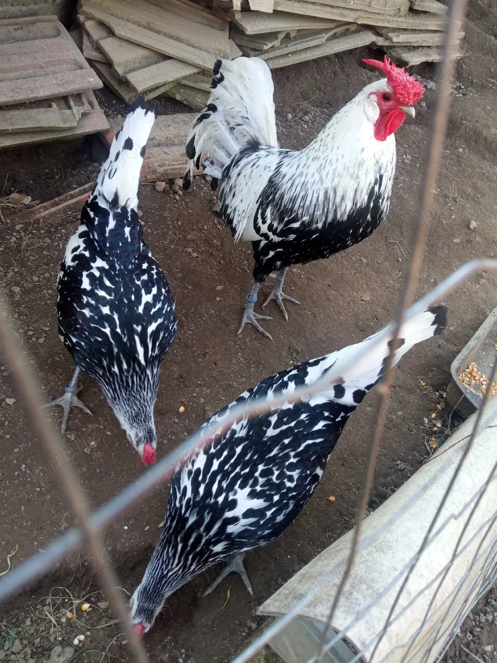 oua si pui de rasă: Hamburg, Brahma si Silkie ( matase japoneză )