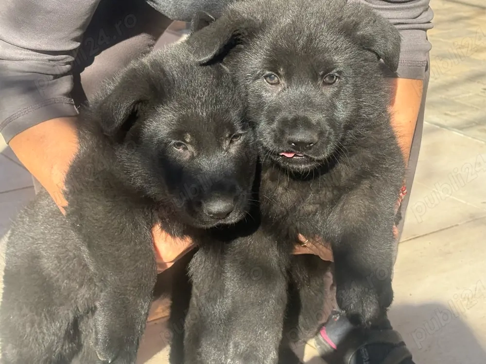 Pui Ciobanesc German Negru - linia de lucru