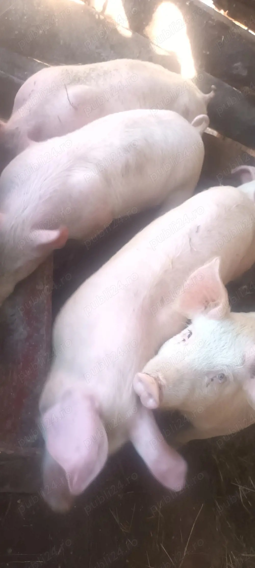 vând șoldani la 45-50 kg 