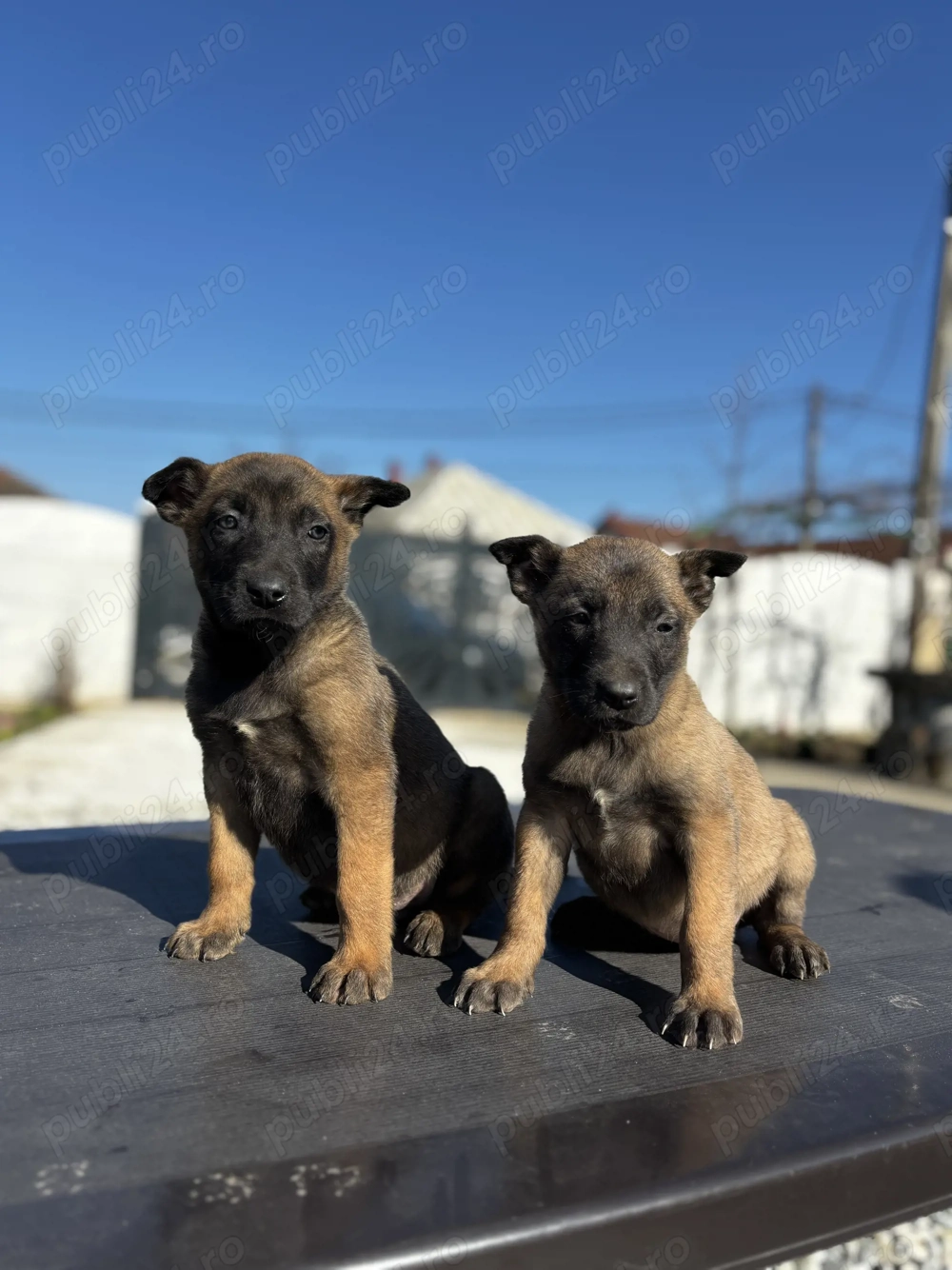 Căței Ciobănesc Malinois Belgian 