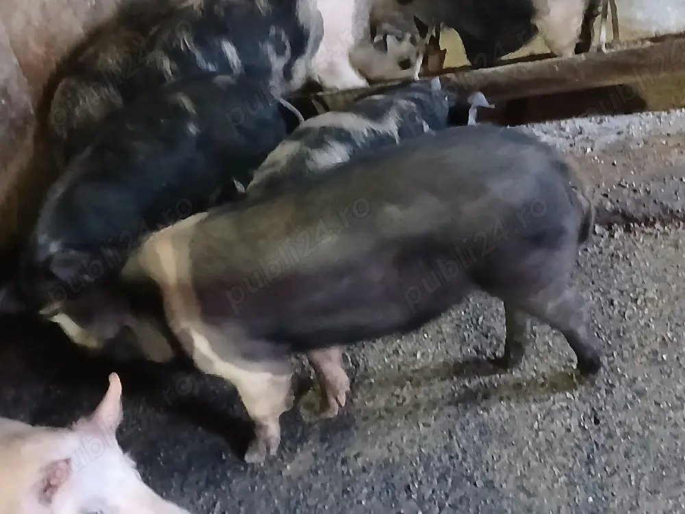 viericaș bazna rasă pură 