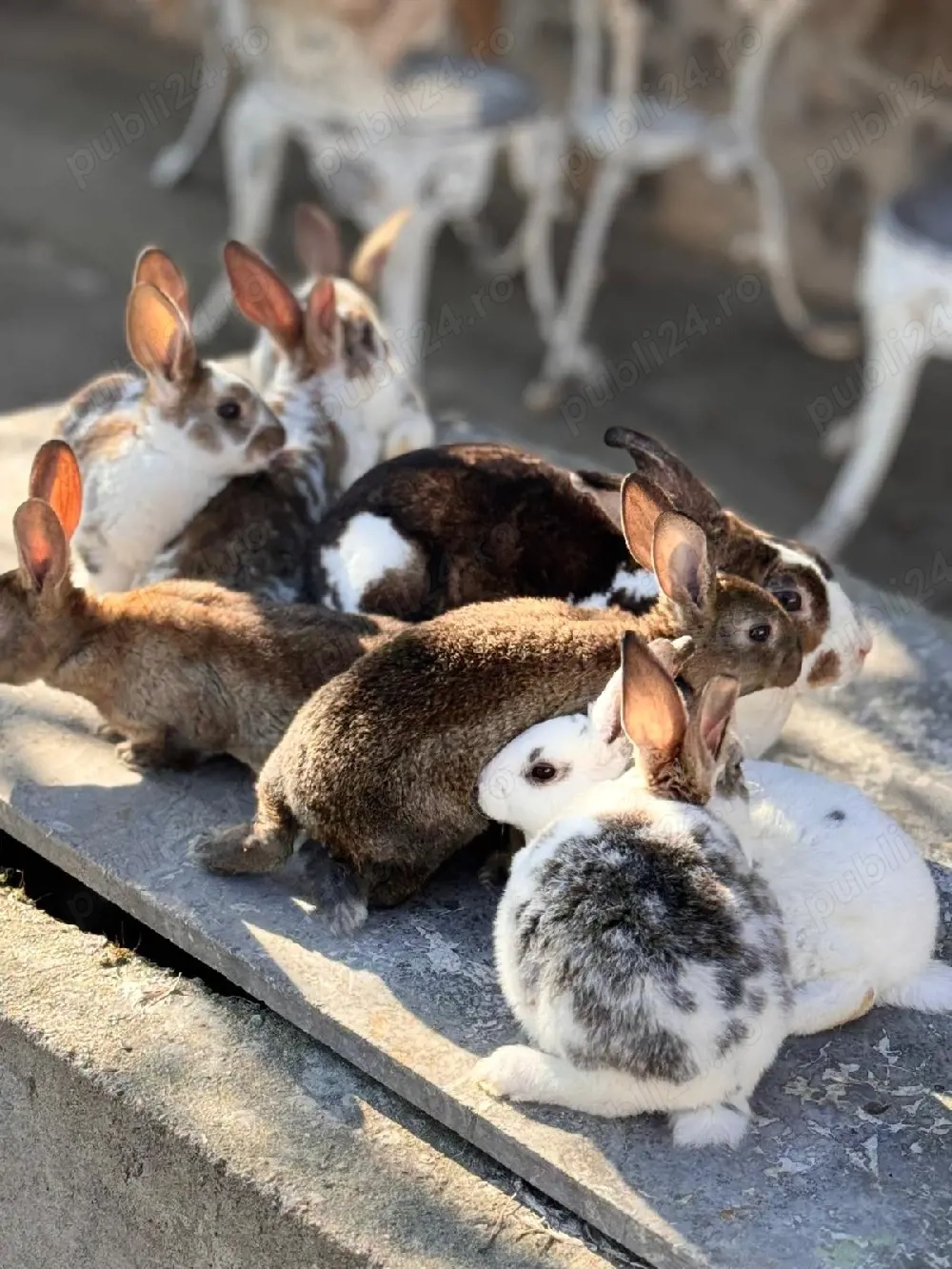 Iepurași Rex de vânzare! 