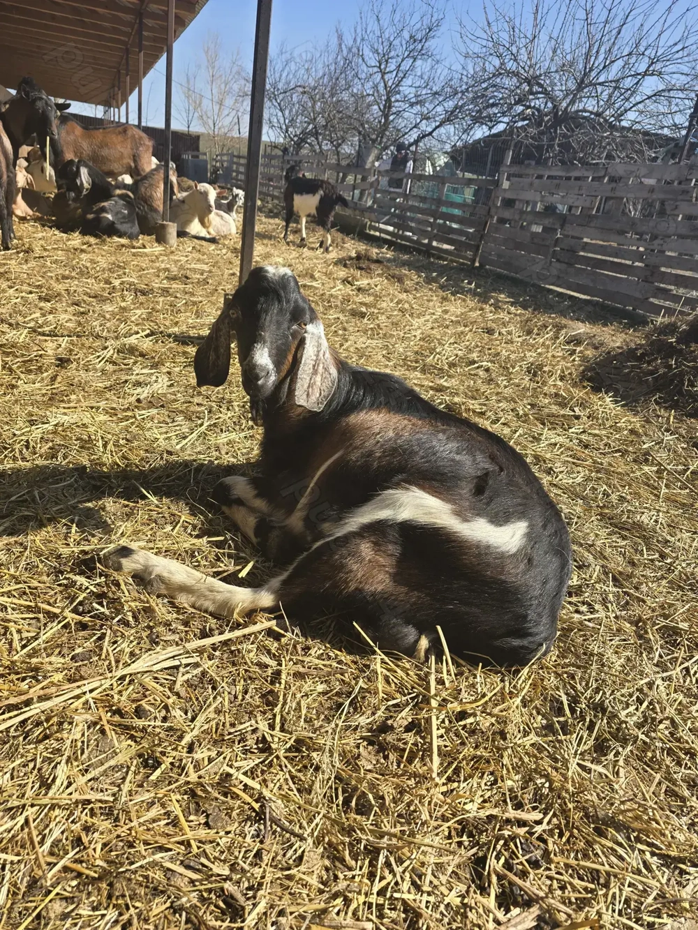 Vand tap metis de anglo-nubian in varsta de 11 luni