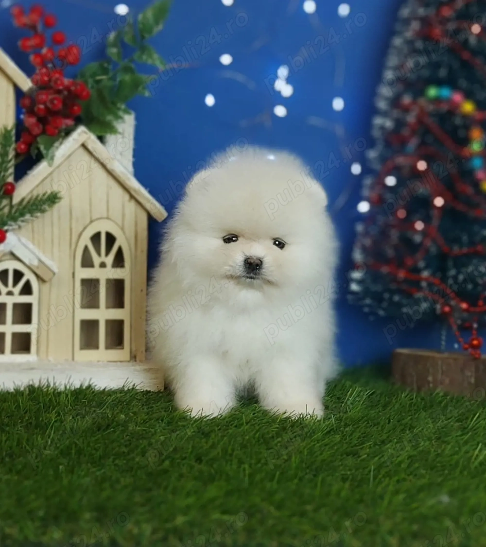 Femela pomeranian alba