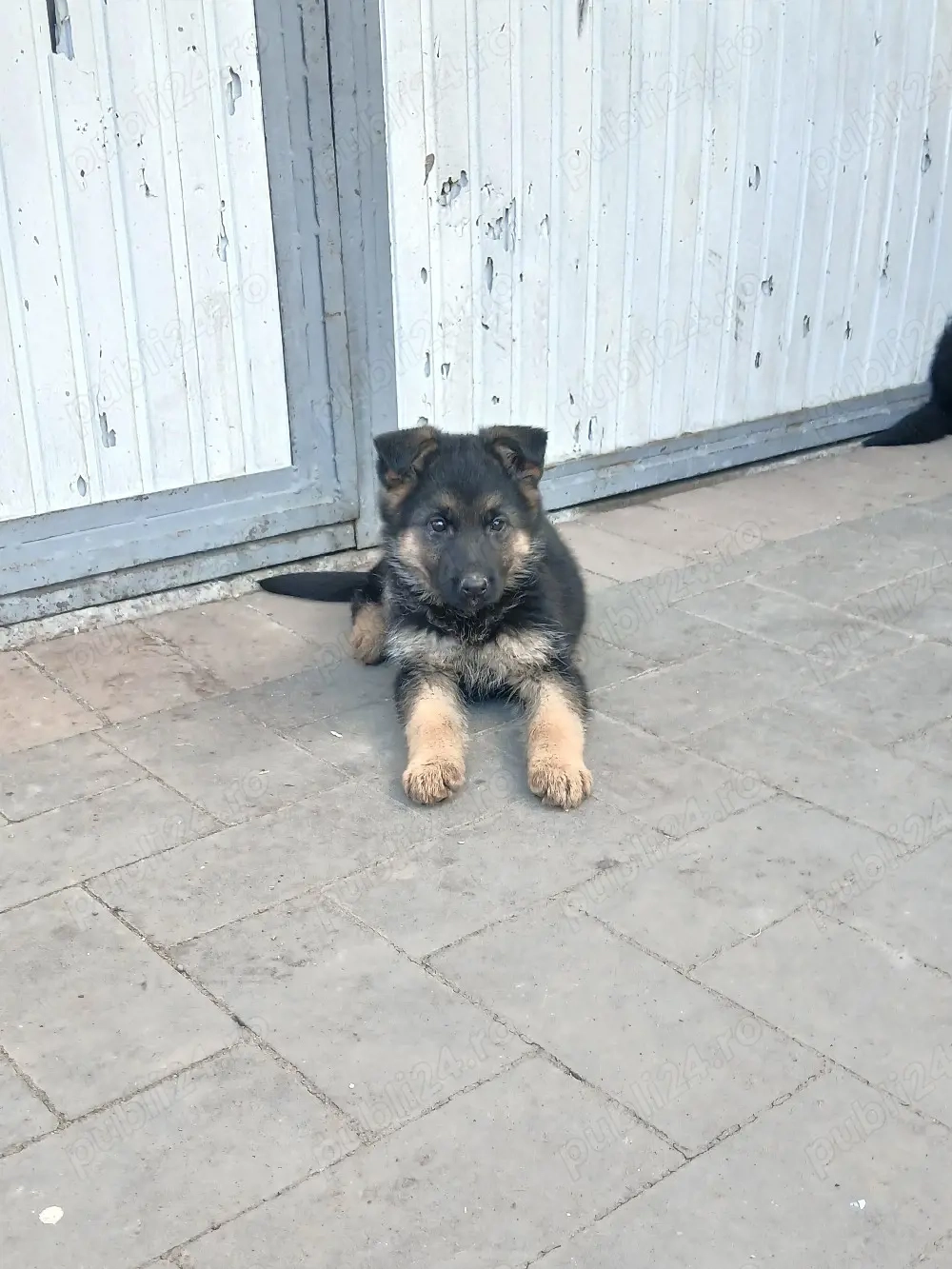 Catei ciobanesc german