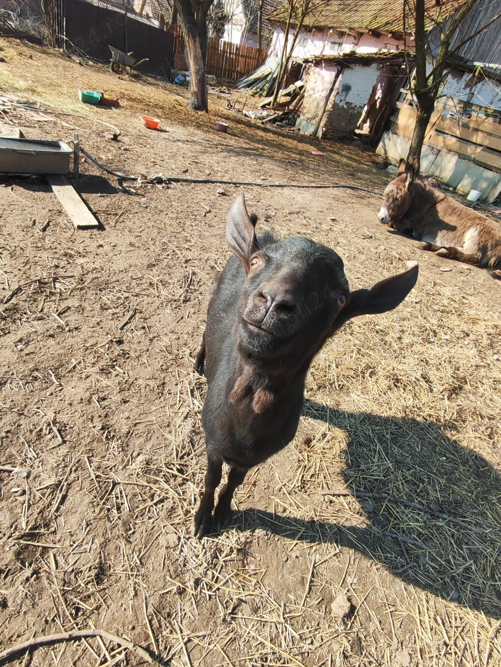 Tap Murciano Granadina