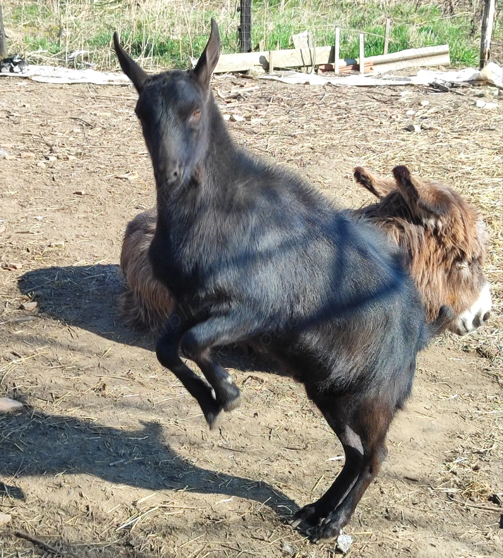 Tapisor Murciano Granadina