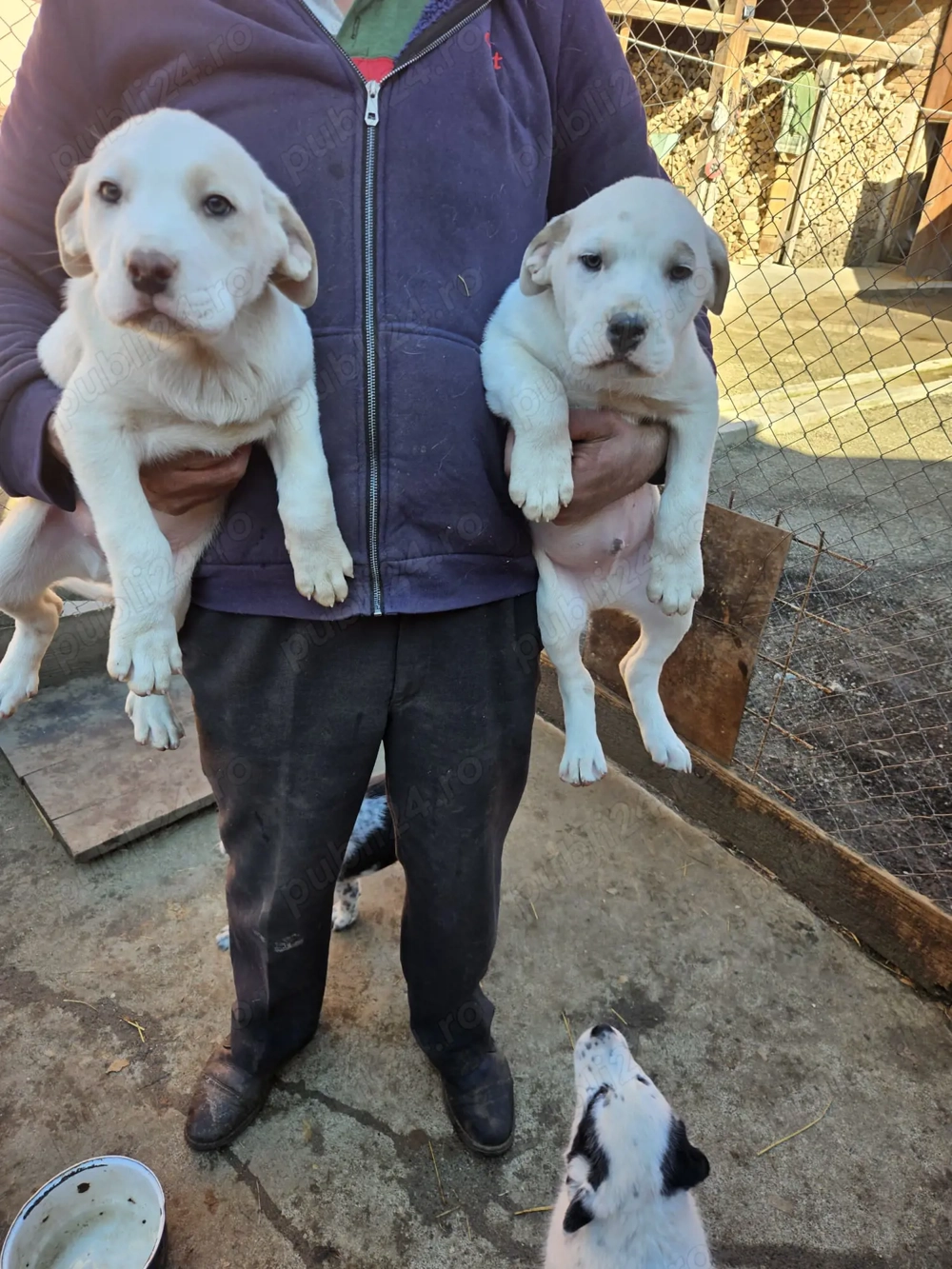 Vând căței ciobănești 