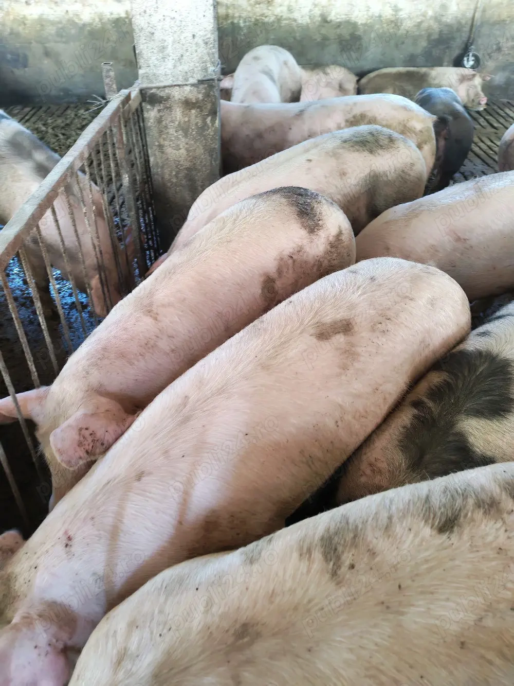 vind porci 120-150kg