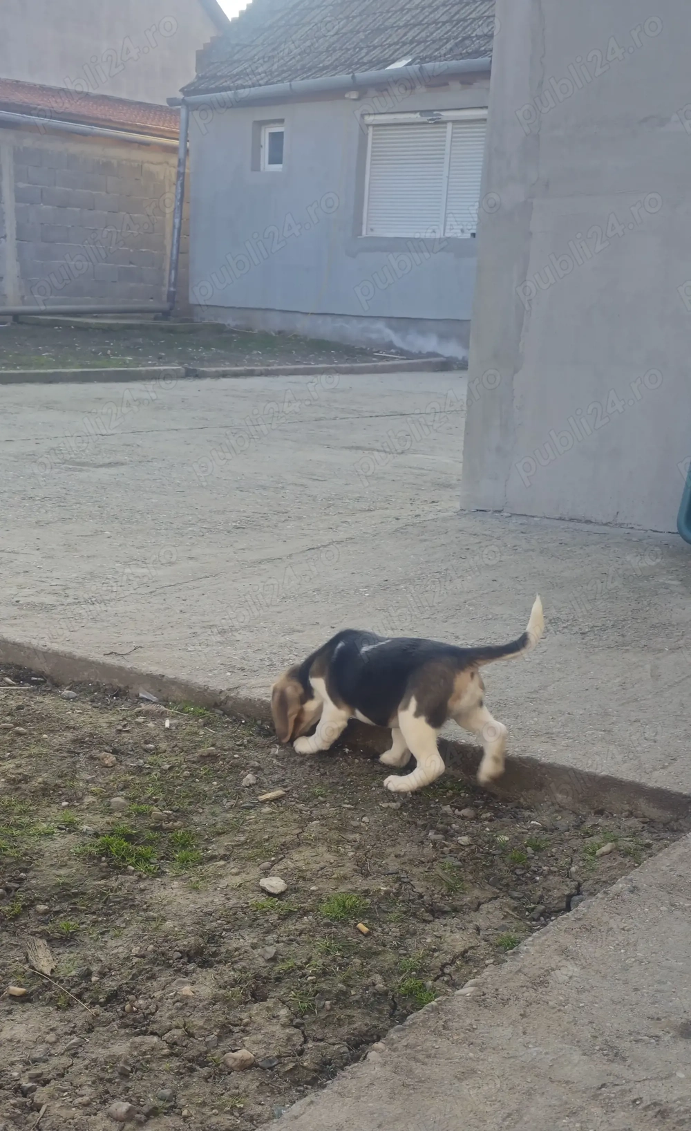 Cățelușă beagle de vânzare 