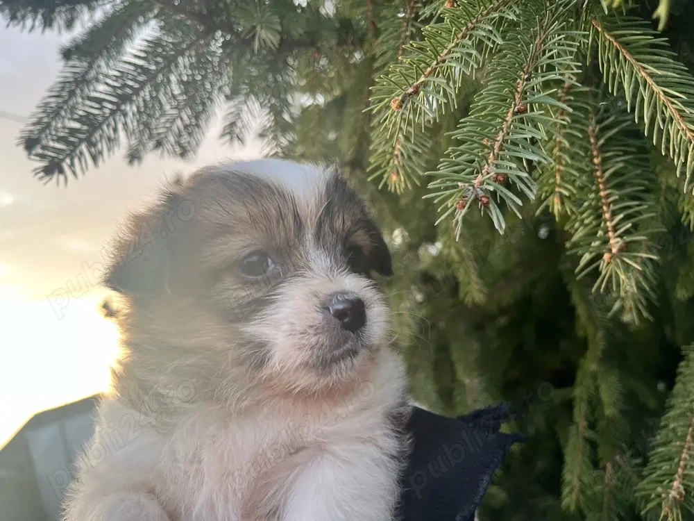 vând cățelușă , urgent !!