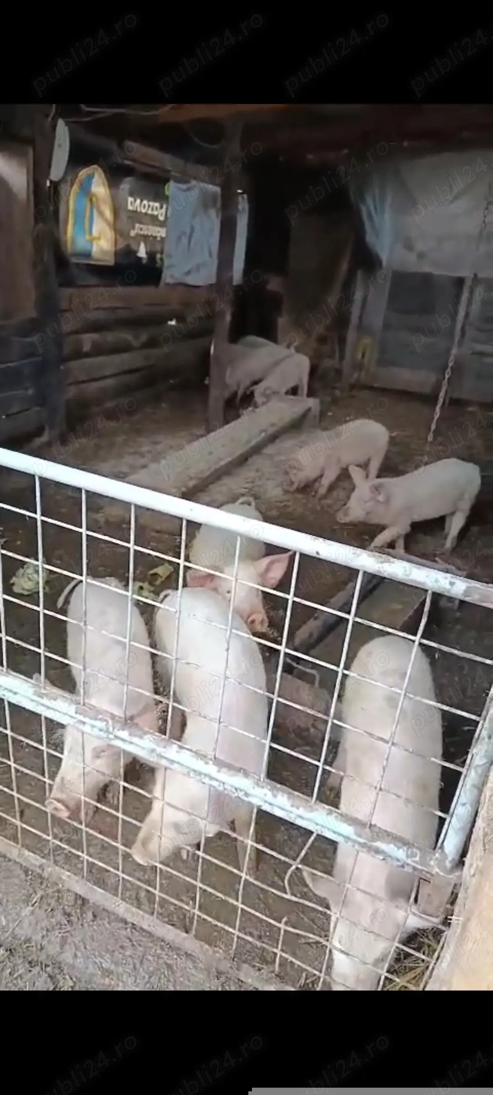 Purcei 8 de vanzare mâncători 