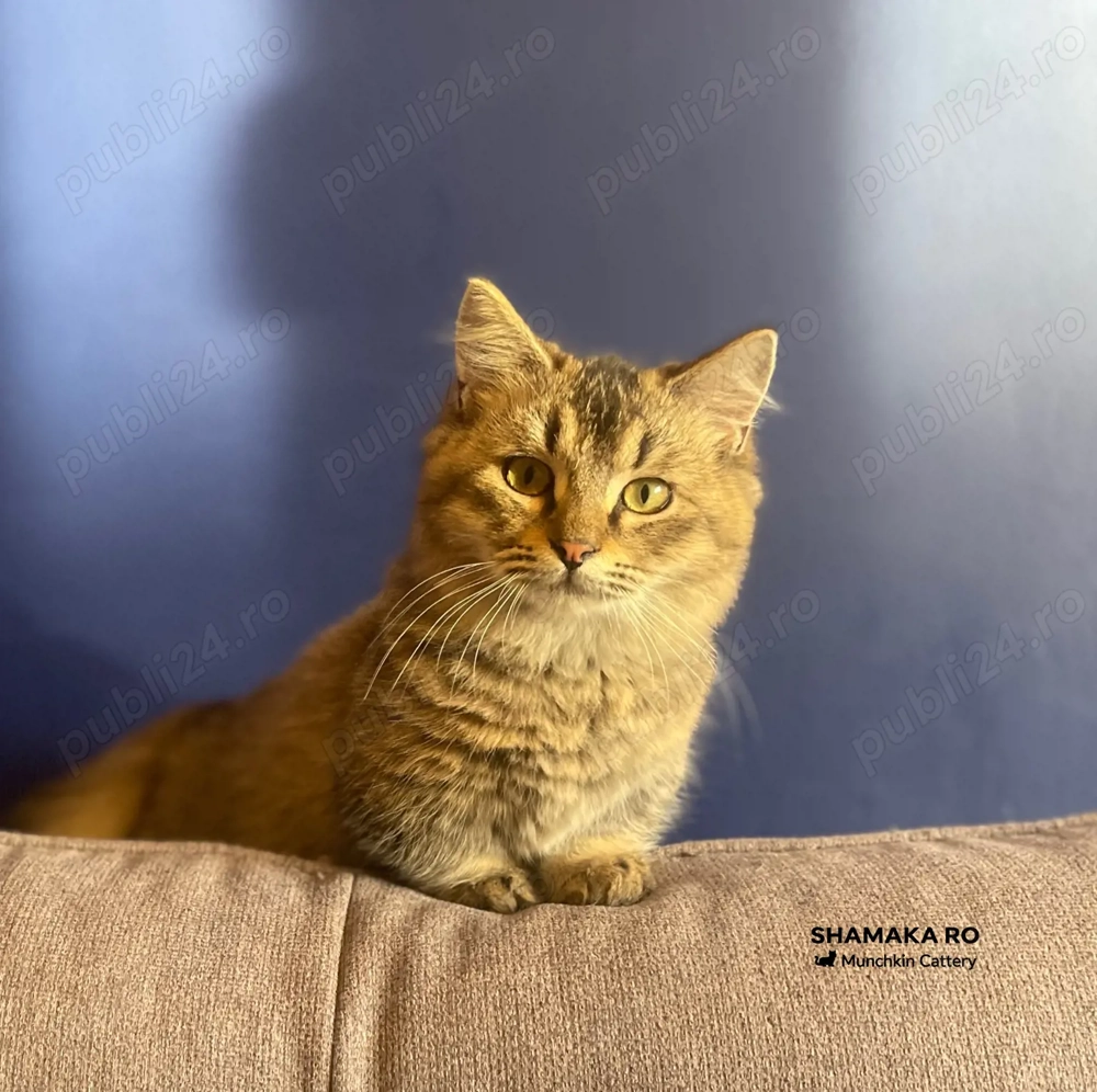  Munchkin cu picioare scurte cu pedigree