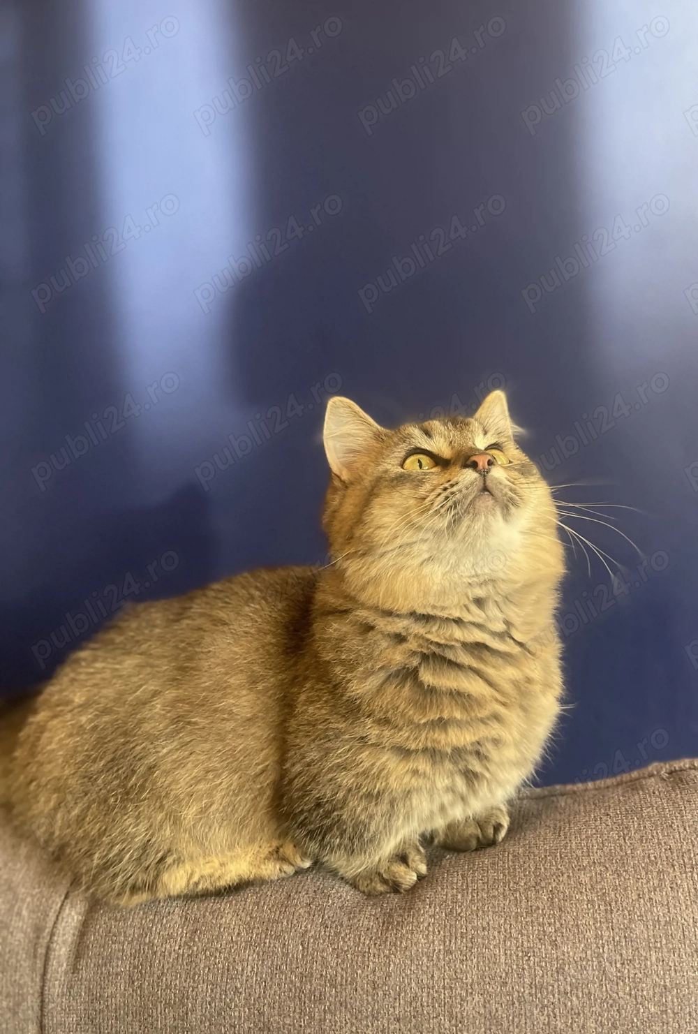 Pui pisica cu pedigree rasa Munchkin cu picioare scurte 