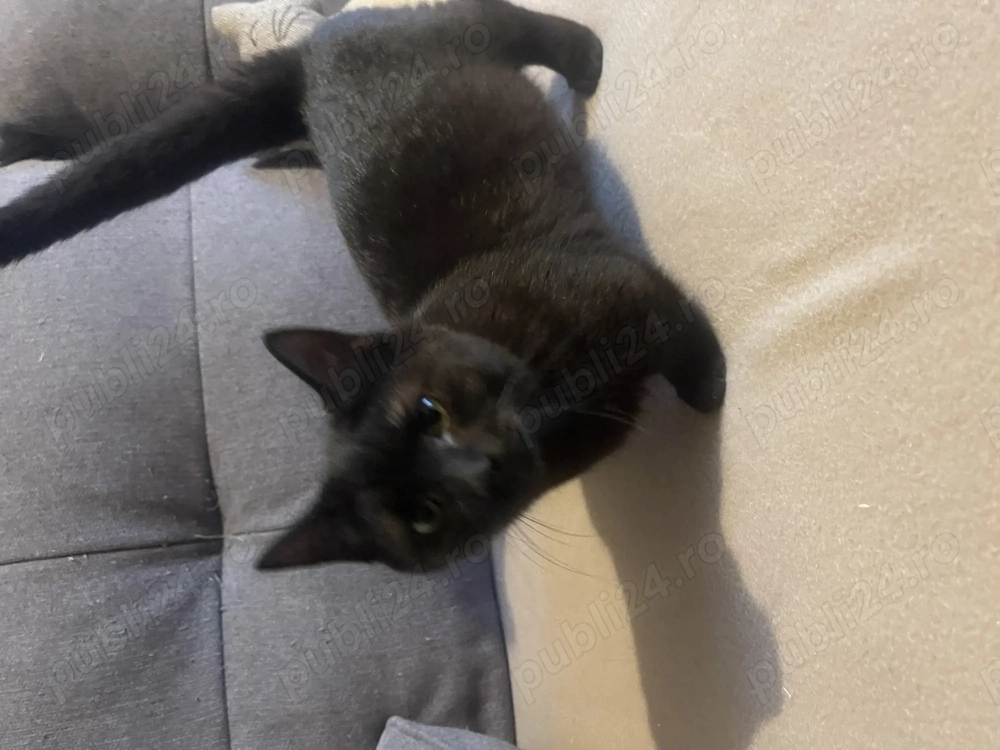  Oferta, Munchkin cu picioare scurte cu pedigree