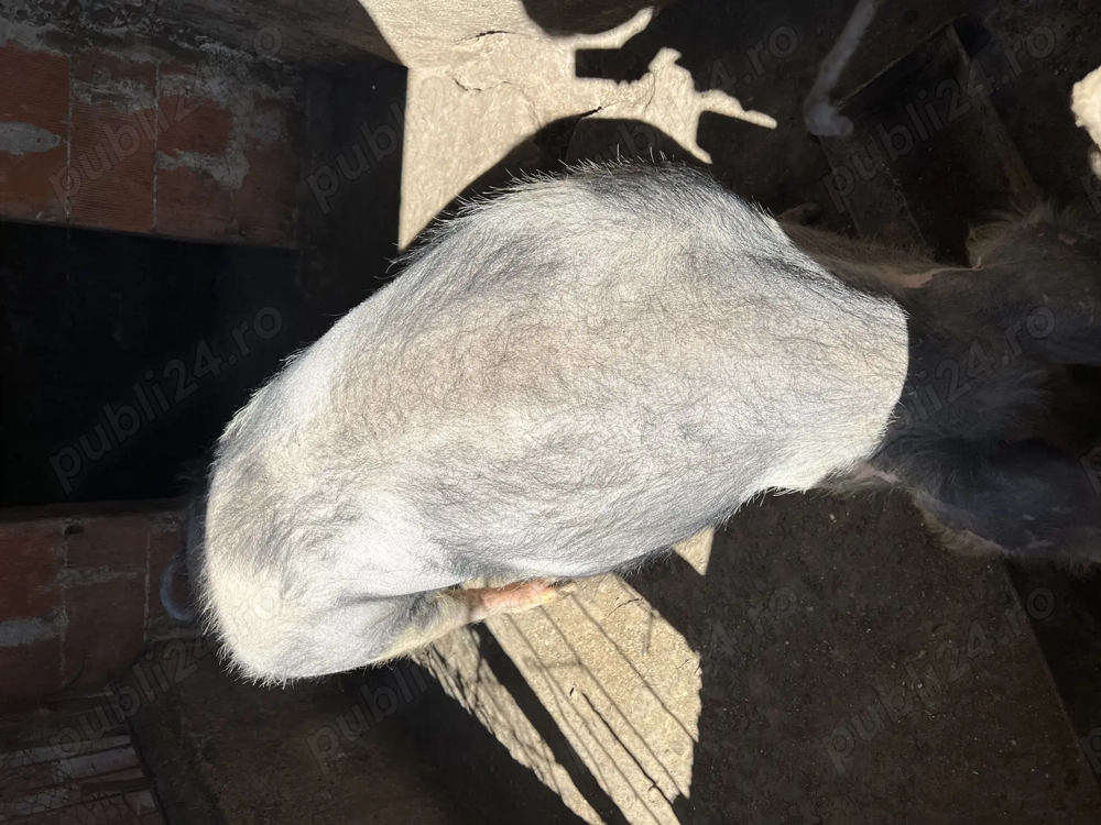 Vand purcelusa pentru carne