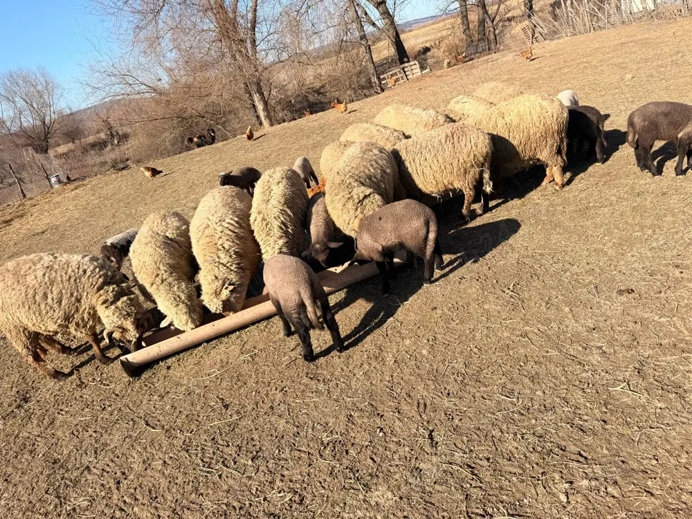 vand 9 oi cu cate un miel langa ele si 3 mioare