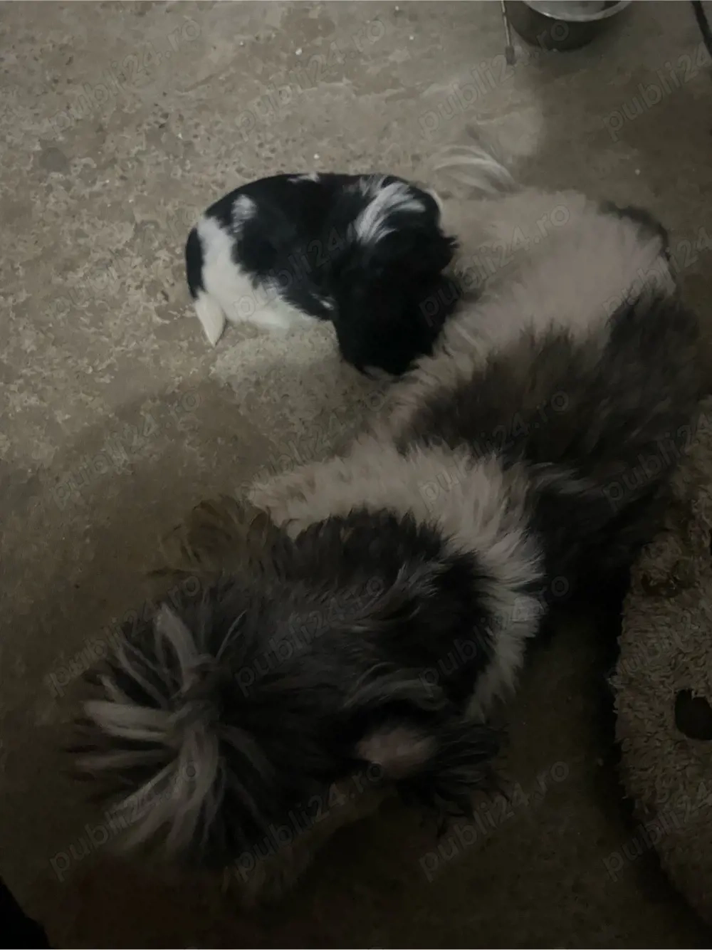catea+pui de shih tzu rasa pura 
